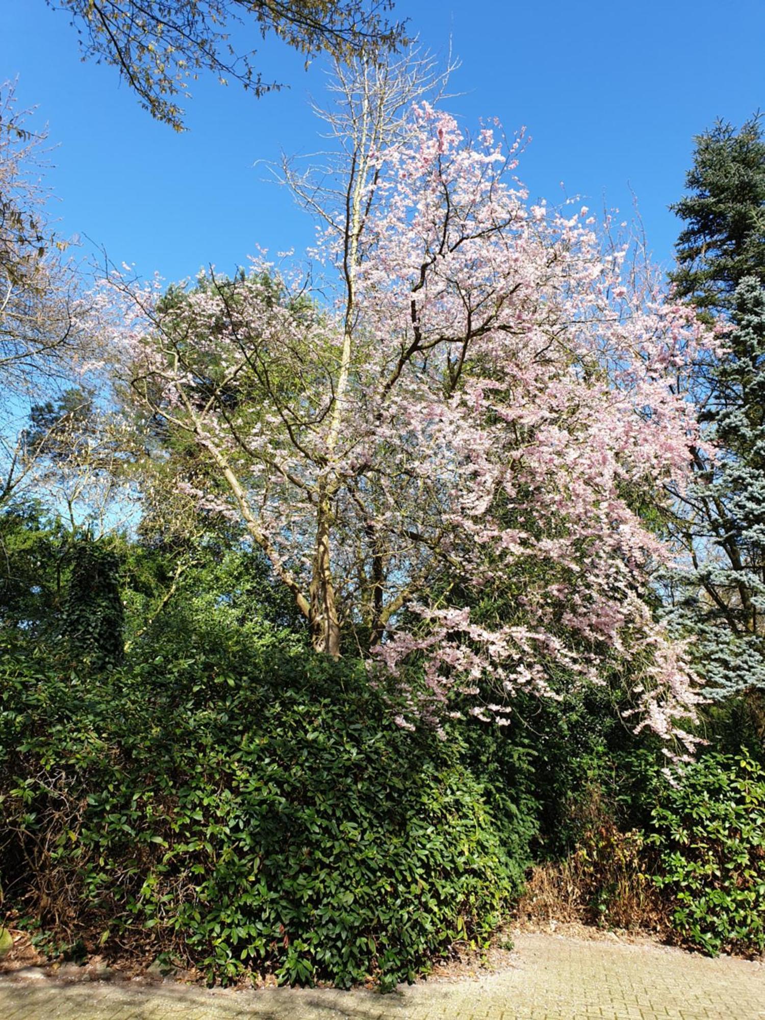 Ferienwohnung Gartenblick Westerstede Buitenkant foto