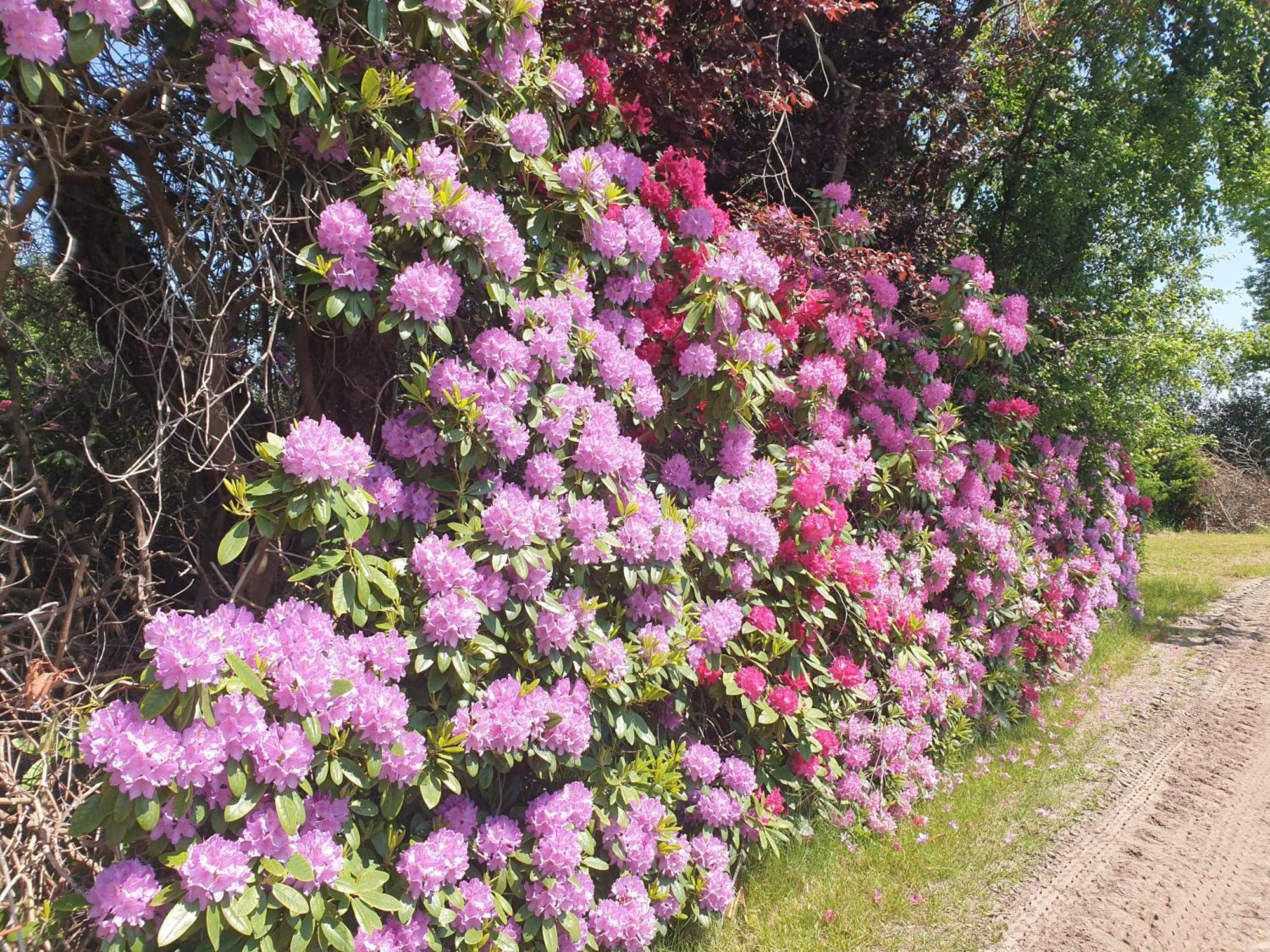 Ferienwohnung Gartenblick Westerstede Buitenkant foto