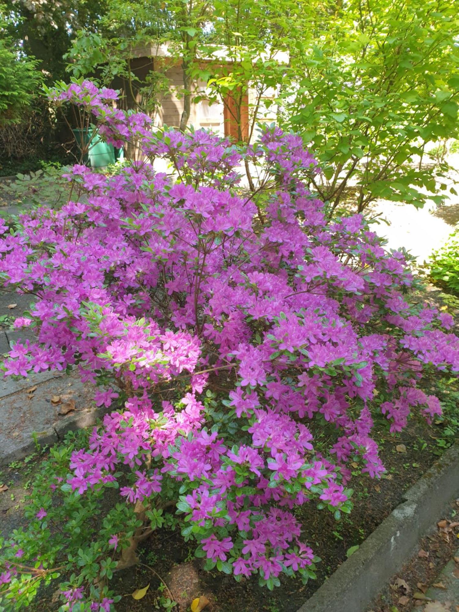 Ferienwohnung Gartenblick Westerstede Buitenkant foto