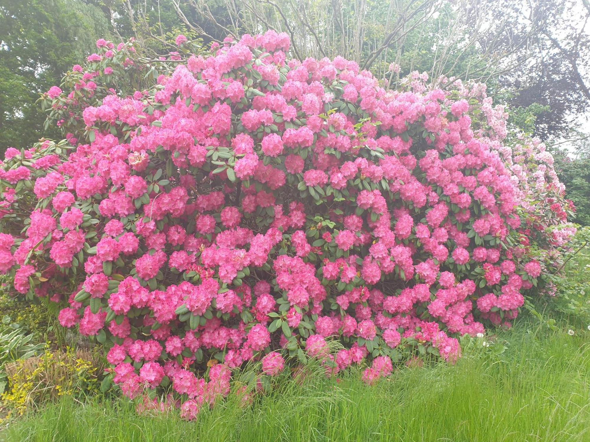 Ferienwohnung Gartenblick Westerstede Buitenkant foto
